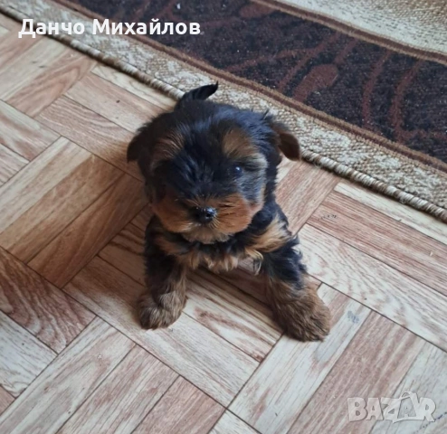 Малко мъжко йорки, снимка 3 - Йоркширски териер - 54715470