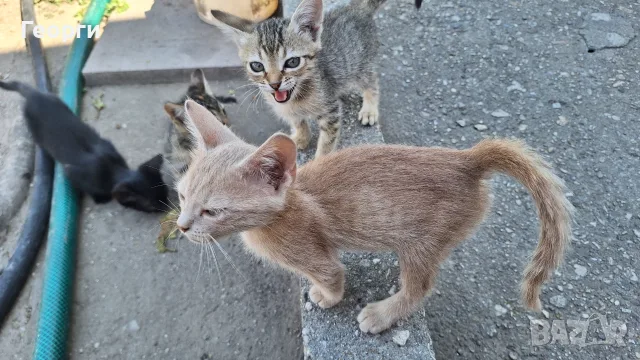 Подарявам котенца, снимка 4 - За котки - 55484335