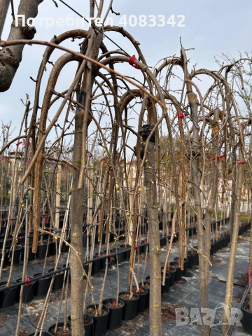 Плачеща Черница, снимка 2 - Градински цветя и растения - 54221317