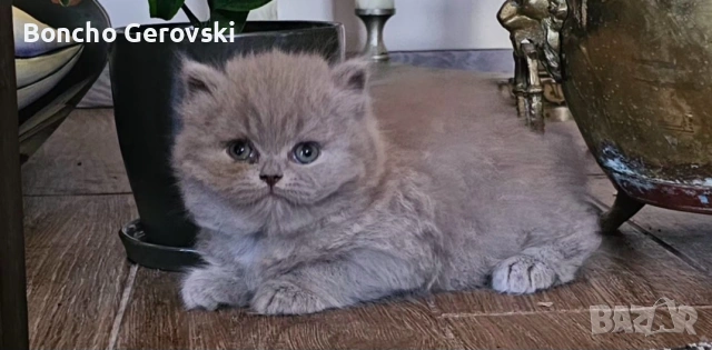 Британско лилаво коте, снимка 5 - Британска късокосместа - 55076401