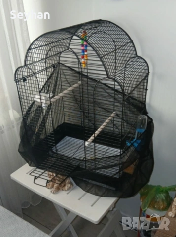 Вълнист мъжки папагал, снимка 3 - Папагали - 54333375