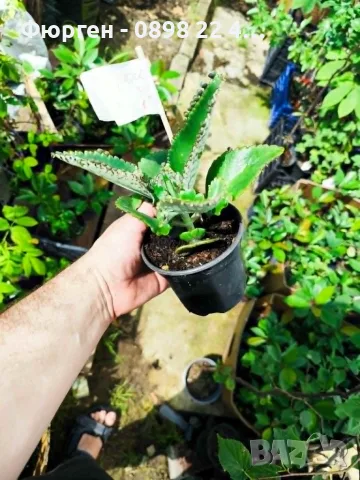Каланхое Дегремонтиана (Kalanchoe daigremontiana) – живородно сукулентно растение, снимка 7 - Разсади - 55335838