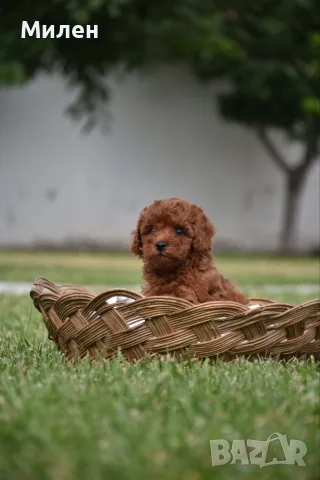 Той пудел Toy poodle, снимка 10 - Пудели - 55006000