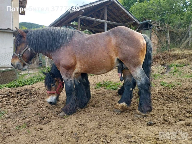 Продават се
