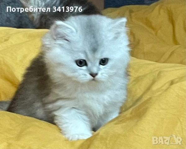 Британска дългокосместа сребърна чинчила, снимка 2 - Британска късокосместа - 54903308