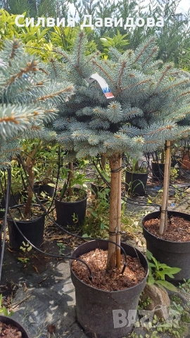 Глаука глобоза Glauca globosa, снимка 4 - Градински цветя и растения - 55227366