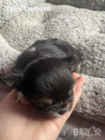 Чихуахуа Възможност за доставка 