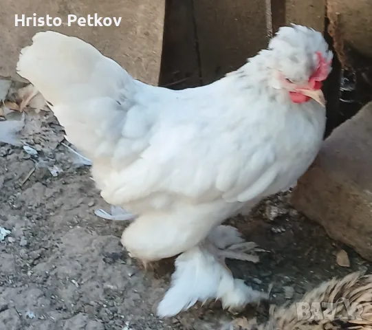 Продавам Чифтове Бреговски Джинки , снимка 6 - Кокошки и пуйки - 55509658