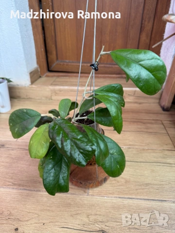 Hoya Хоя CV.Viola , снимка 2 - Стайни растения - 54569430