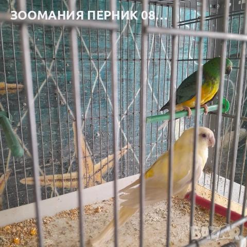 поен папагал 