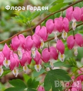 МНОГОГОДИШНИ ЦВЕТЯ, снимка 16 - Градински цветя и растения - 54414684