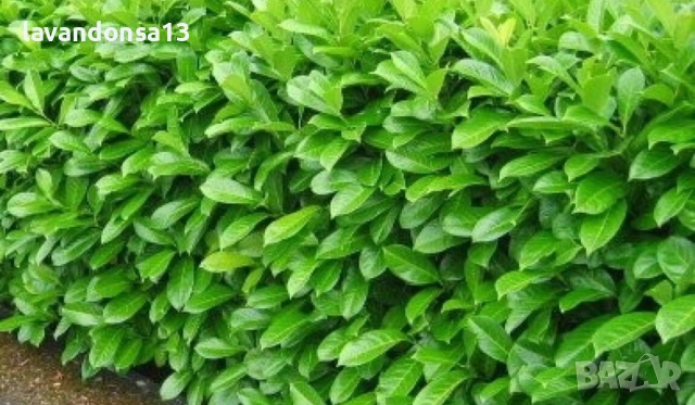 Лавровишна – Вечнозелен Храст за Жив Плет | В Контейнери, снимка 3 - Градински цветя и растения - 42641155