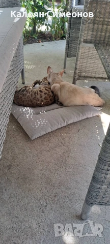 Бенгалски котенца, снимка 5 - Бенгалски - 54357737