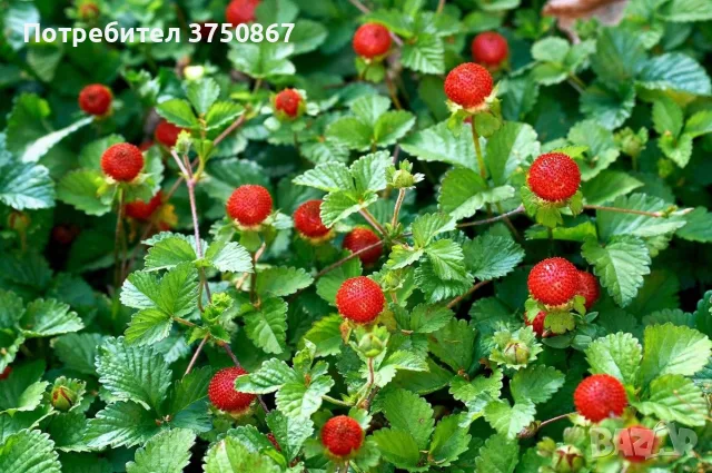 🍓🌿🍓 Декоративна ягода – Duchesnea indica 🍓(Индийска ягода, Фалшива ягода)