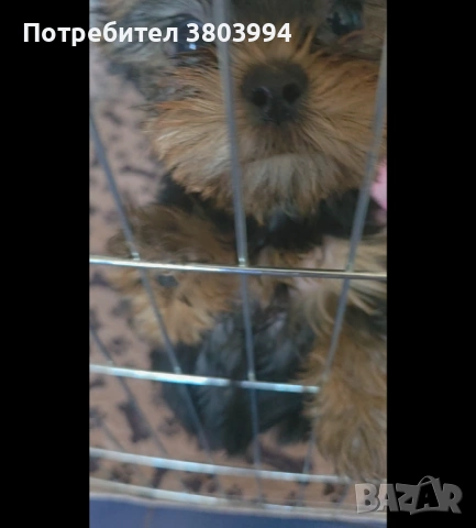 Мини Йоркширски териер момиченце и момченце на 2 месеца. , снимка 3 - Йоркширски териер - 54686020