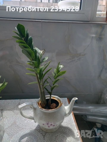 Продавам цвете Замиокулкас