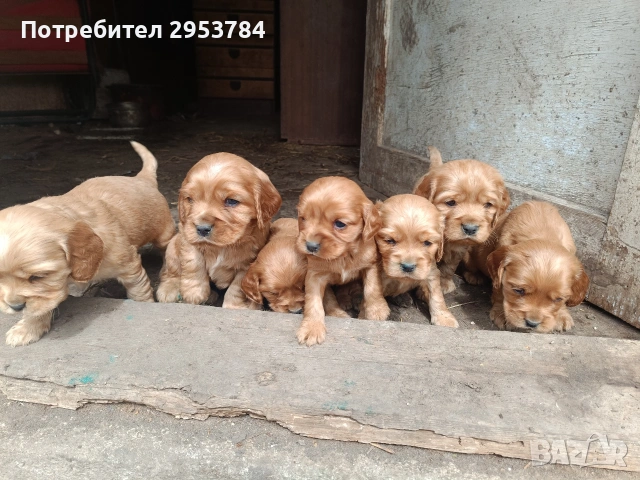 кокер шпаньол , снимка 3 - Кокер шпаньол - 54352130