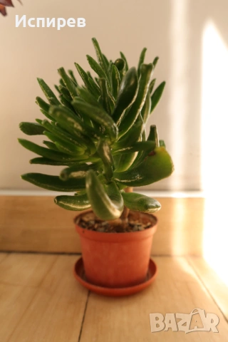 Два броя сукуленти, Седум, Sedum sp. за 3 евро !, снимка 5 - Стайни растения - 54917261