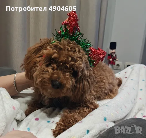 Порода куче Мини пудел  