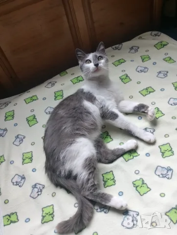 Женска котка от Перник търси дом