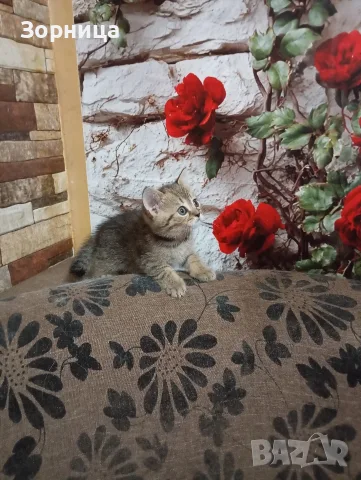 Британско коте таби