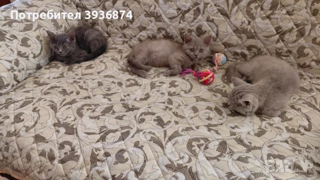 британски късокосмести котенца
