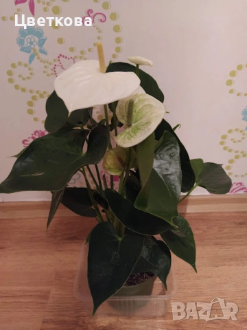 бял антуриум