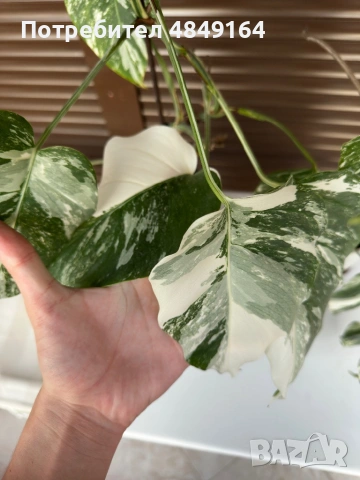 Monstera Albo Variegata (Монстера Албо Вариегата), снимка 5 - Стайни растения - 54804626