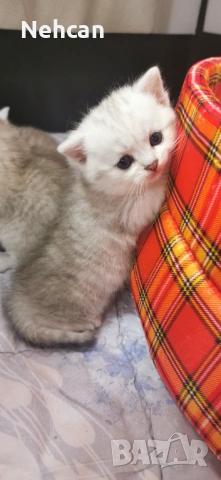 Късокосместа британска сребърна чинчила , снимка 9 - Британска късокосместа - 54361421