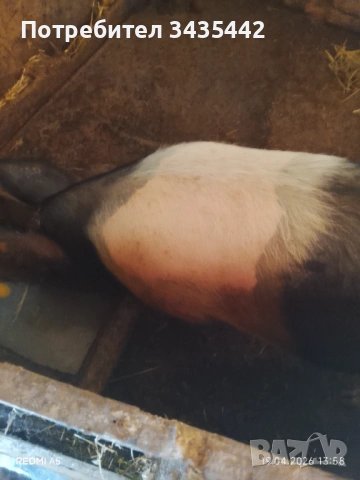 Свиня , снимка 2 - Прасета - 54246872