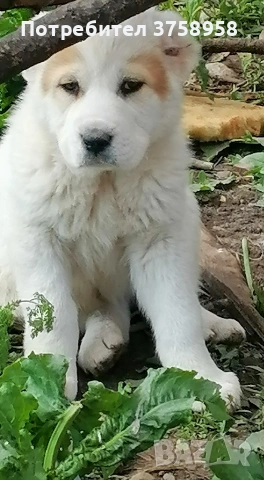 продавам алабаи , снимка 3 - Алабай - 54395622