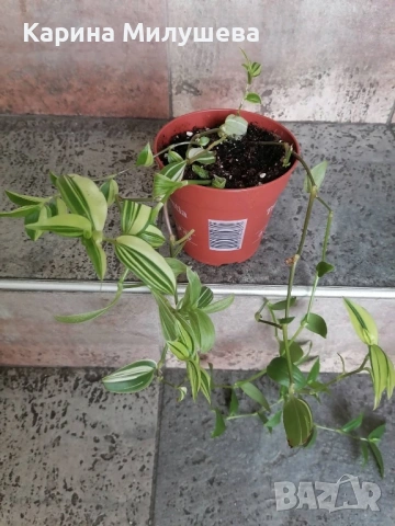 Продавам различни цветя, снимка 9 - Стайни растения - 44843070