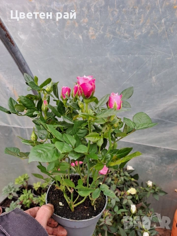 Мини рози два цвята розов и бял , снимка 5 - Градински цветя и растения - 54030097
