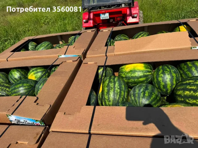 Продаваме диня на едро - сорт: РОМАНЗА ; тел. 0878744855, снимка 6 - Други услуги - 55390564