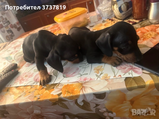 Дакел, снимка 3 - Дакели - 55096597