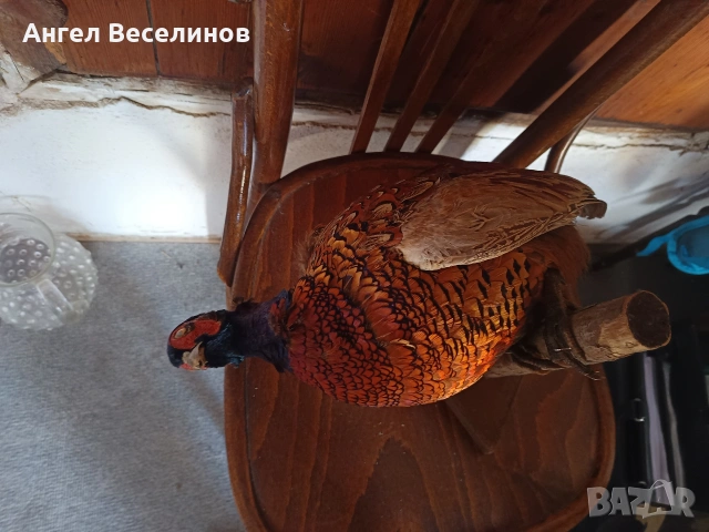 препариран фазан , снимка 8 - Декорация за дома - 54171295