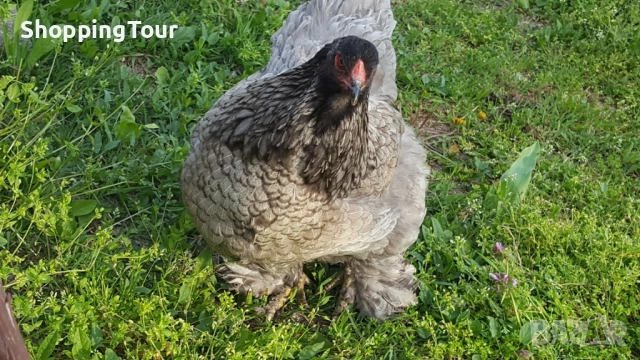 Брами ,яйца ,пилета и големите, снимка 8 - Кокошки и пуйки - 54263198