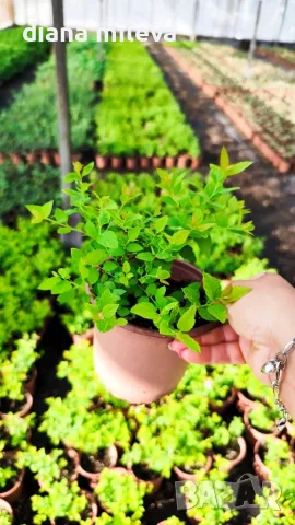 Японска спирея Голден принцес, Spiraea japonica Golden princess, снимка 10 - Градински цветя и растения - 55417808