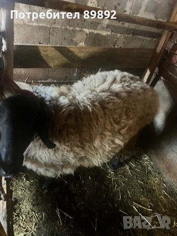 Коч Плевенска Черноглава, снимка 5 - Овце - 54090778