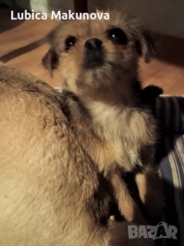 Продавам кученце на 3 месеца., снимка 4 - Други - 54016459