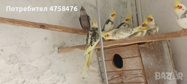 папагали корела , снимка 2 - Папагали - 54322068