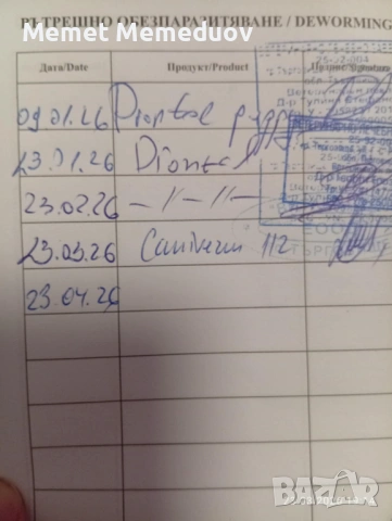 Йорки последното момченце за мераклии, снимка 6 - Йоркширски териер - 53974312