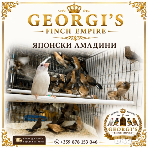 Млади японски амадини , снимка 4 - Амадини - 54768061