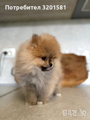 Померан, снимка 3 - Померан - 54320324