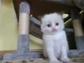 Ragdoll Cats / Регдол Котенца , снимка 5