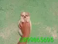 Померани. Снимки от днес !, снимка 1