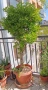 Многогодишен зелен храст Euonymus japonicus, снимка 1
