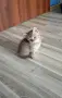 Британско коте таби, снимка 11