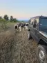 Продавам телета за доугояване , снимка 8