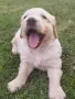 Golden retriever /puppies , снимка 2